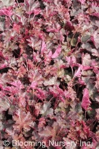 Heuchera 'Chocolate Ruffles'            